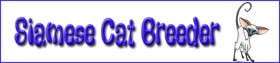 Siamese Cat Breeder