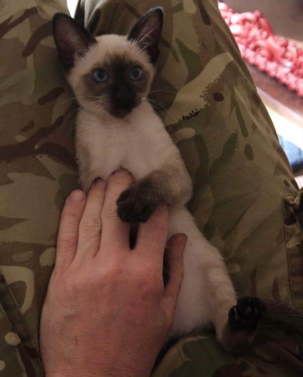 Cat Photo