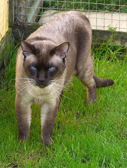 Cat Photo